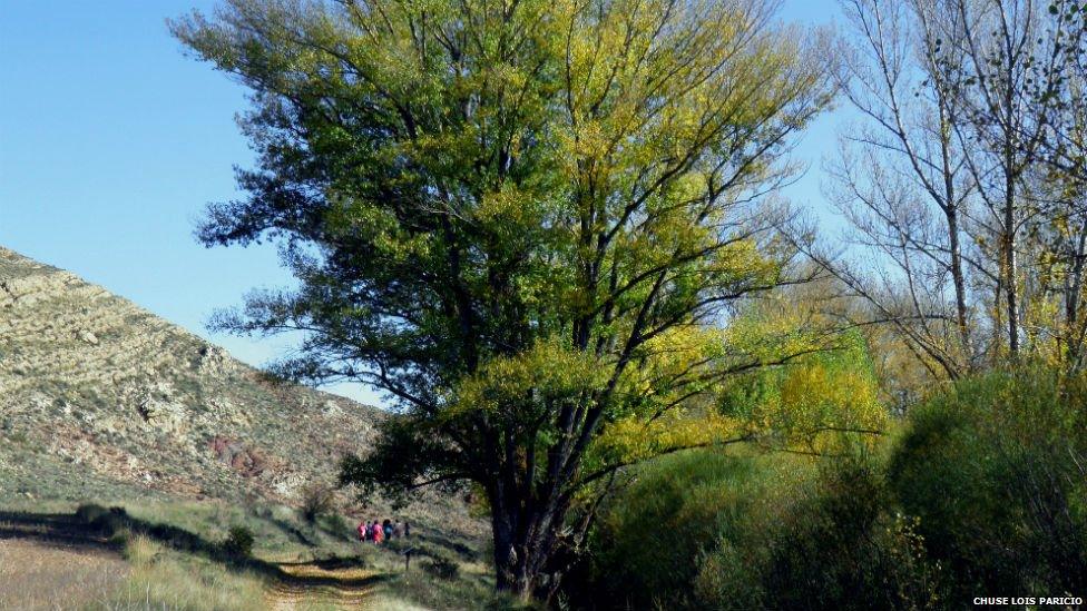 Black poplar of the Remolinar