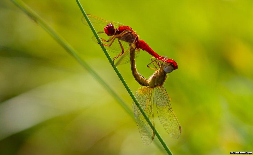 dragonflies