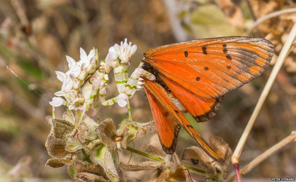 mantis decapitating a butterfly