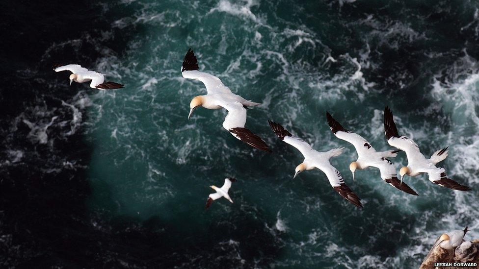 gannets