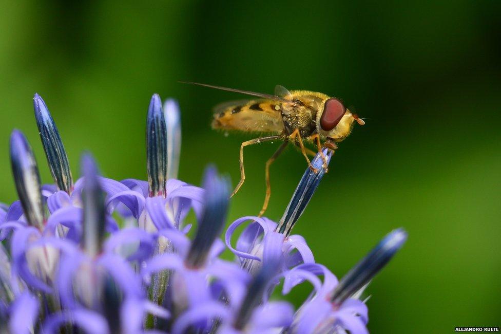 hoverfly on a thistle