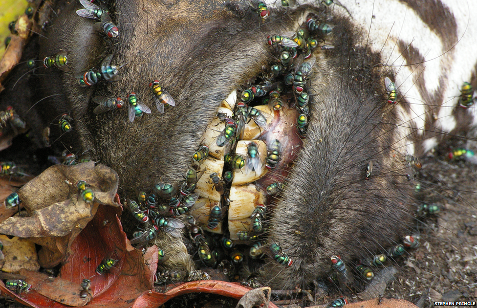 flies on a dead zebra