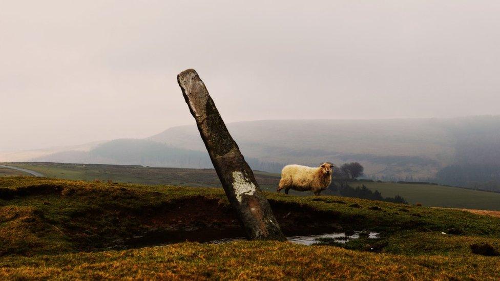 A sheep and standing stone