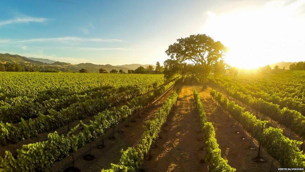 Sunset on the vineyard, Santa Ynez, California