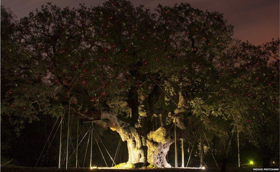 Major Oak, Sparkling Sherwood