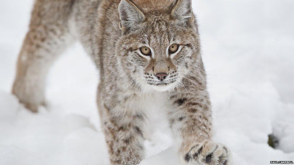 Lynx