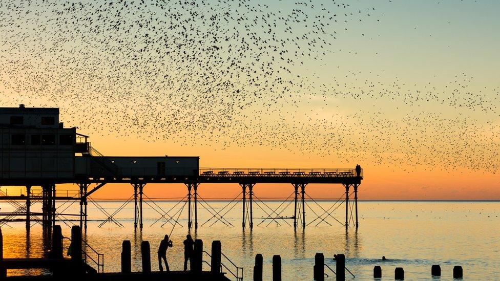 Starlings coming home to roost in Aberystwyth