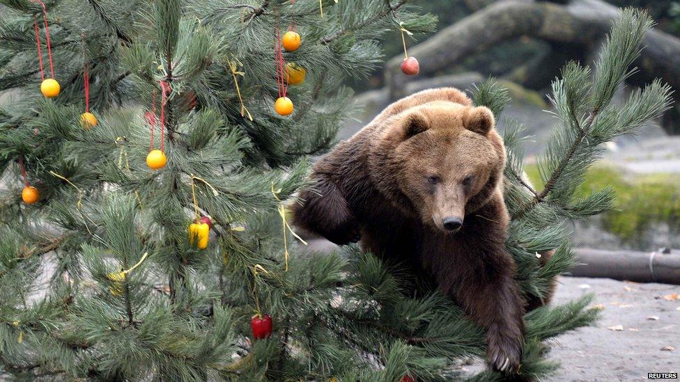 A brown bear inspects a tasty Christmas tree