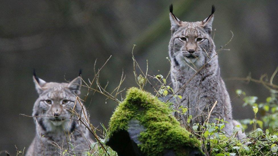 There are around 9,000 Eurasian lynx in mainland Europe