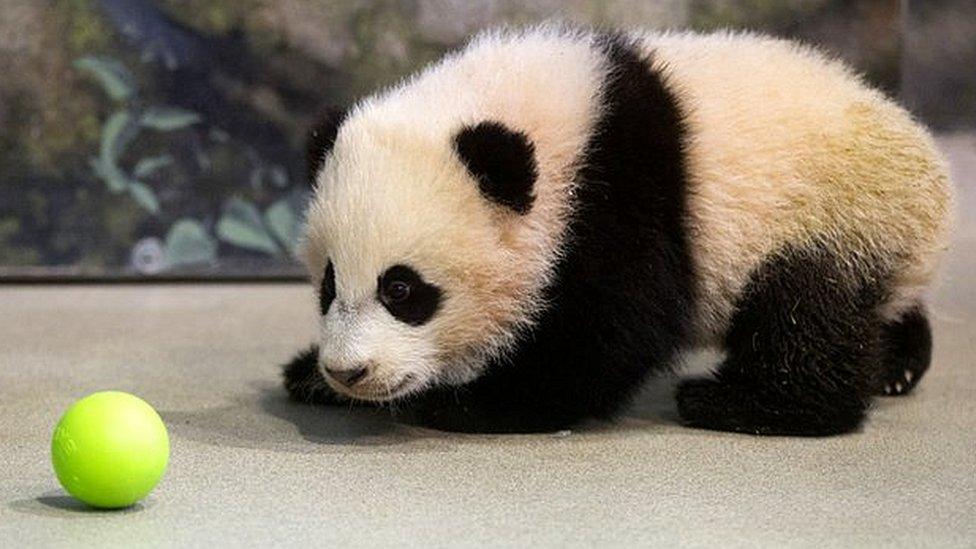 Bao Bao the giant panda cub