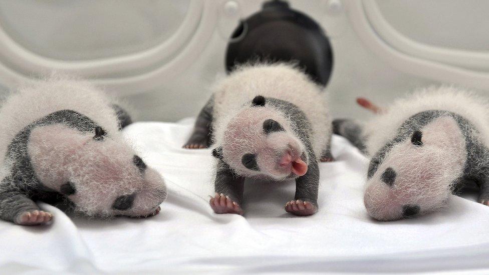 Panda triplets