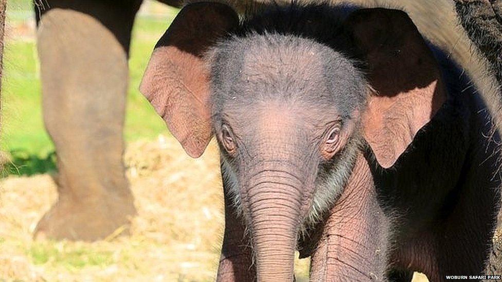 Baby elephant