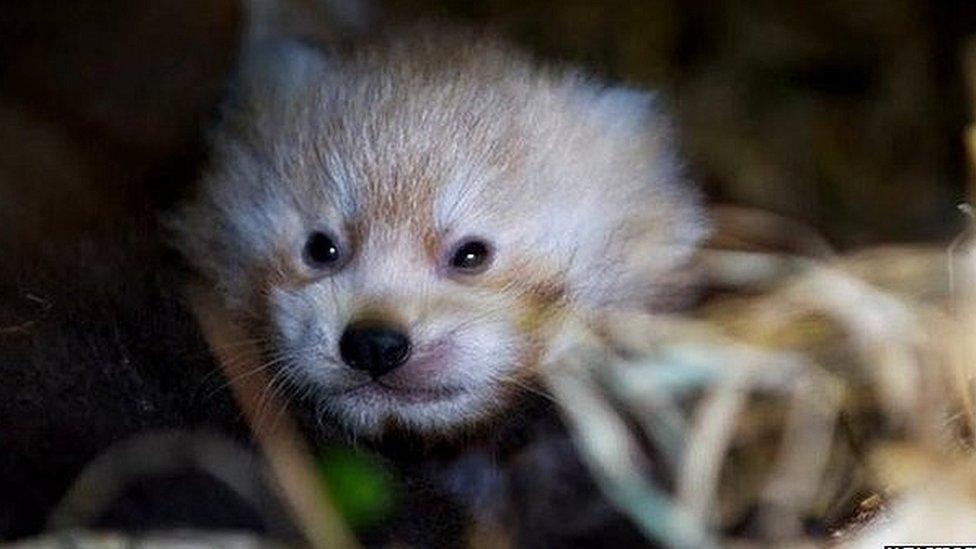 Red Panda Cub