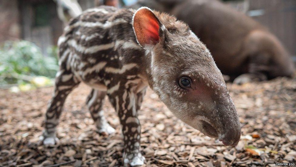 Tapir