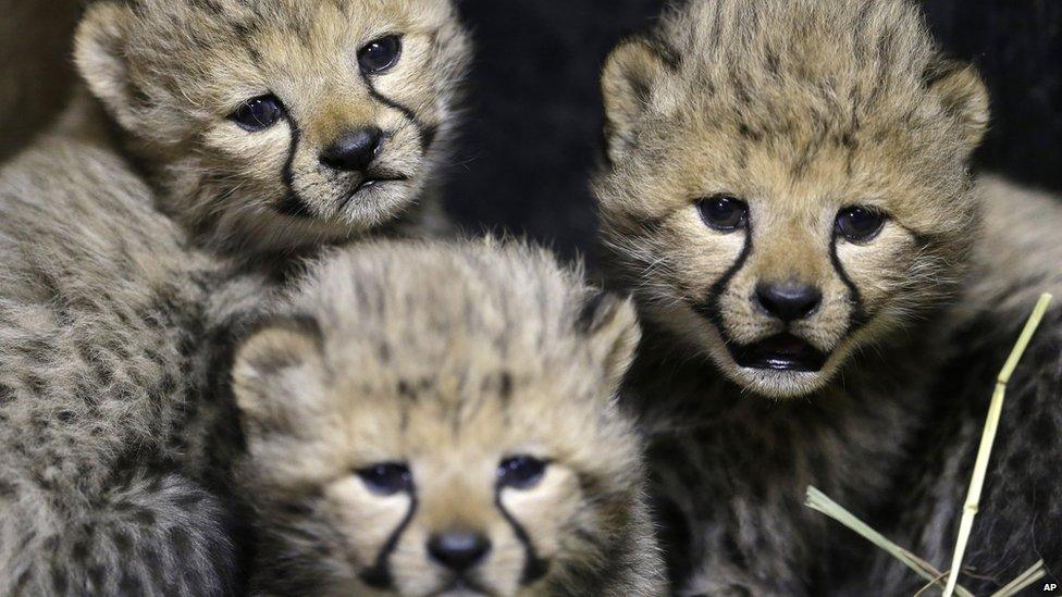 Cheetah cubs