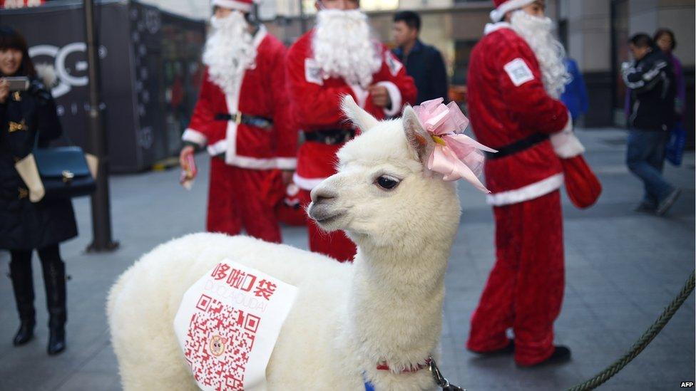 An alpaca is used during a sales promotion in Beijing on December 25, 2014. Christmas - once banned in China - has exploded in the atheist nation in recent years, with marketers using everything from saxophones and smurfs to steam trains to get shoppers to open their wallets