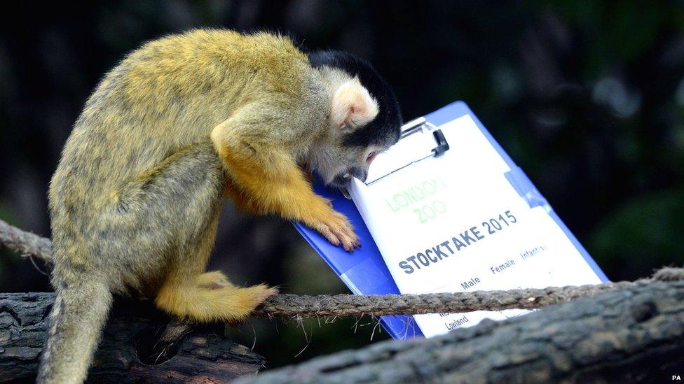 Bolivian Black Capped Squirrel Monkey