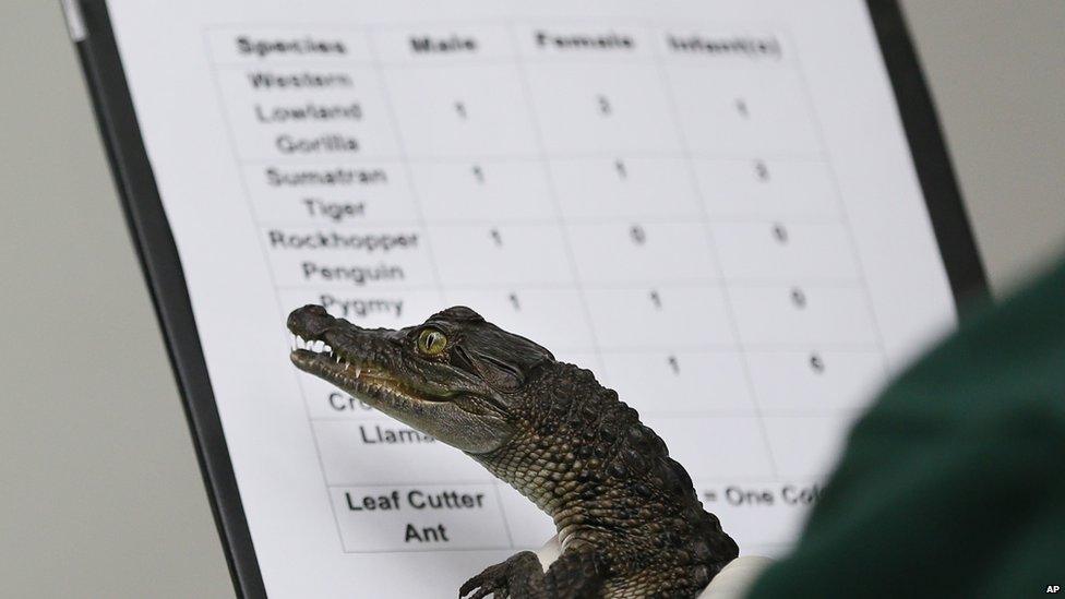 A six month old Philippine crocodile