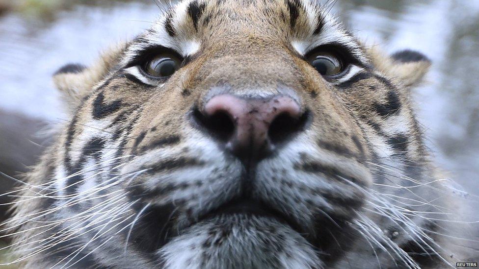 Sumatran tiger cub