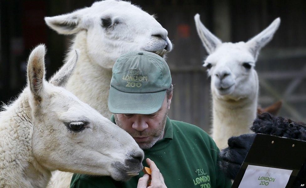 Keeper Darren Jordan feeds the llamas and alpacas