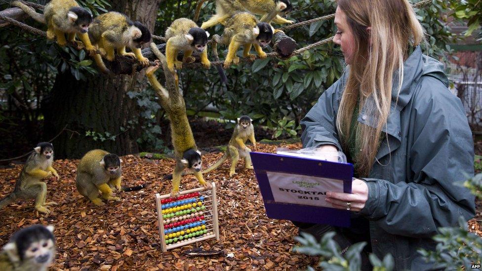 Zookeeper makes a record of the number of black-capped squirrel monkeys