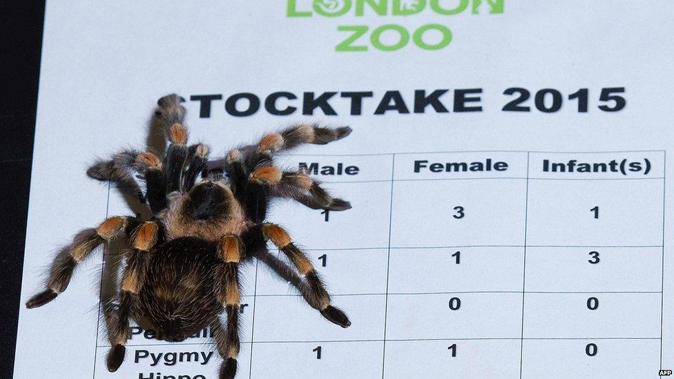 Mexican redknee tarantula climbs on a clipboard