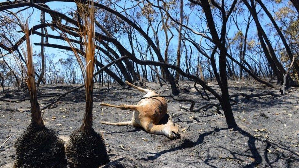 A deer lays dead after a bushfire moved through the area near One Tree Hill in the Adelaide Hills on January 5, 2015.