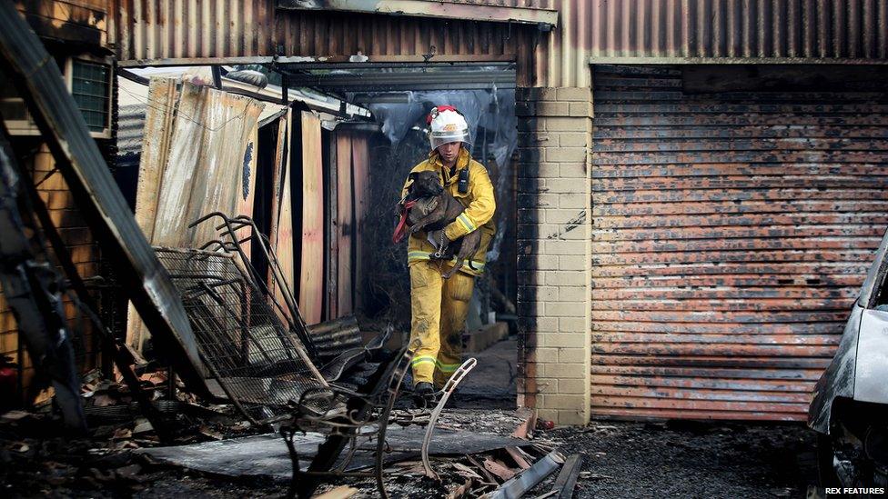 Tea Tree Gully CFS volunteer Lukas Lane-Geldmacher rescues a dog from the Tea Tree Gully Boarding Kennel and Cattery in Inglewood, South Australia during the Adelaide Hills bushfire. Bushfires, Australia - 03 Jan 2015