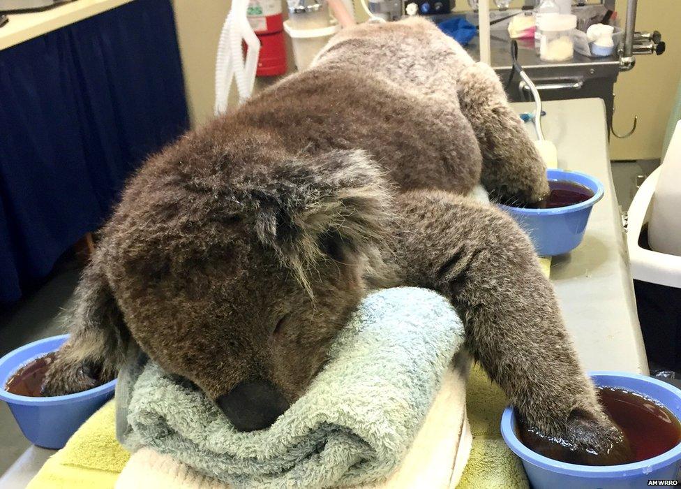 Injured koala receives treatment