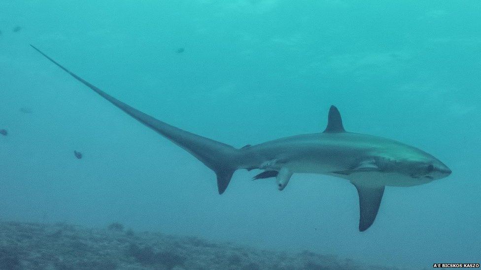 Thresher shark
