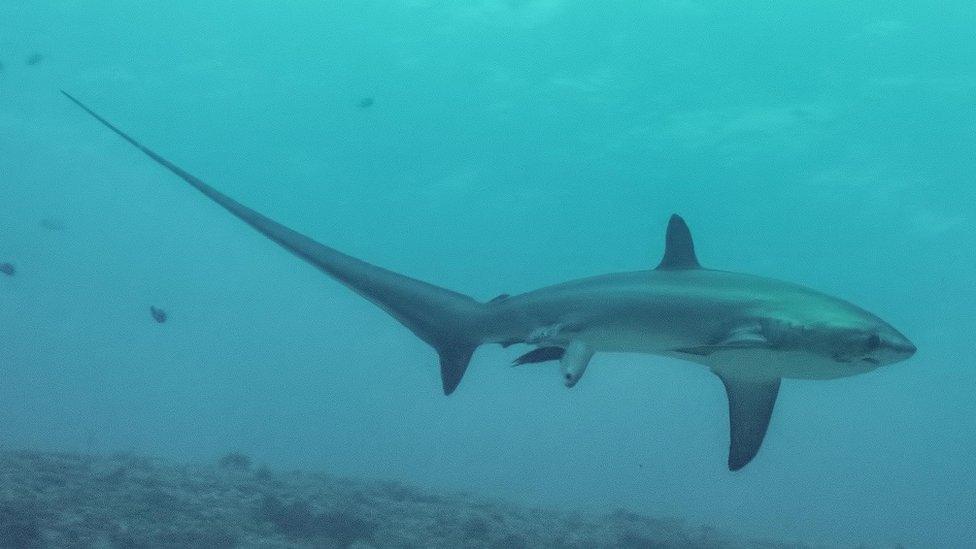 Thresher shark