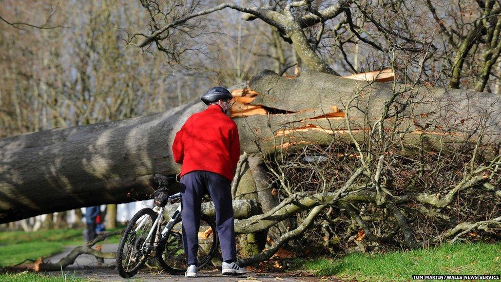 4. Tree down on the Taff Trail in Cardiff