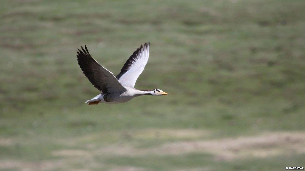 Bar-headed goose (c) Nyambayar Batbayar