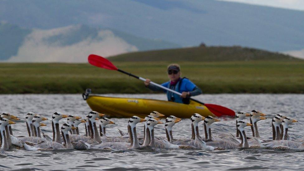 Researcher Lucy Hawkes rounds up bar-headed geese (c) Bruce Moffat