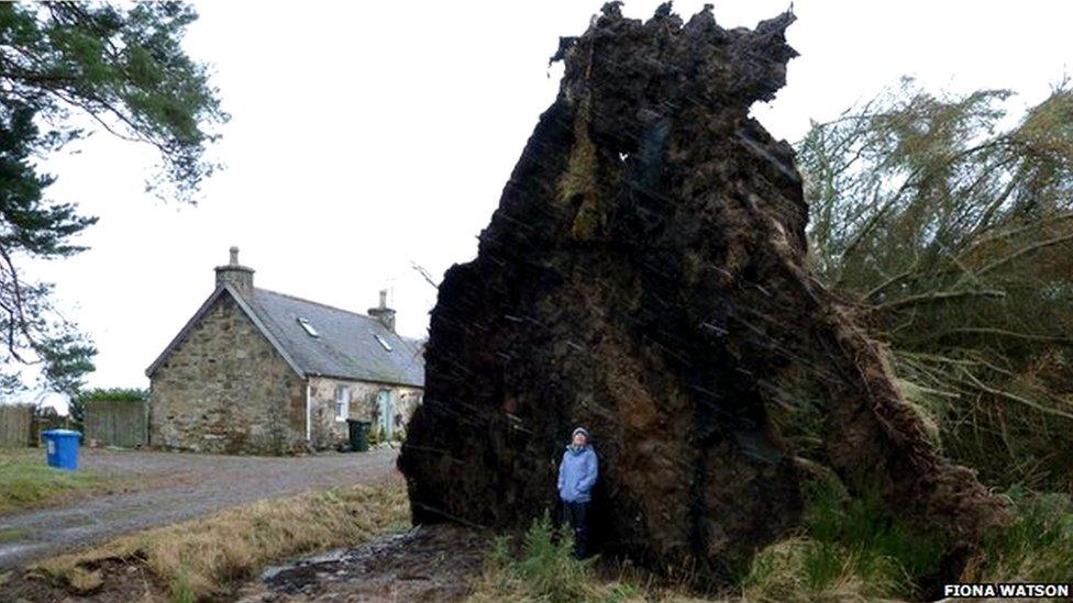 Uprooted tree on Black Isle