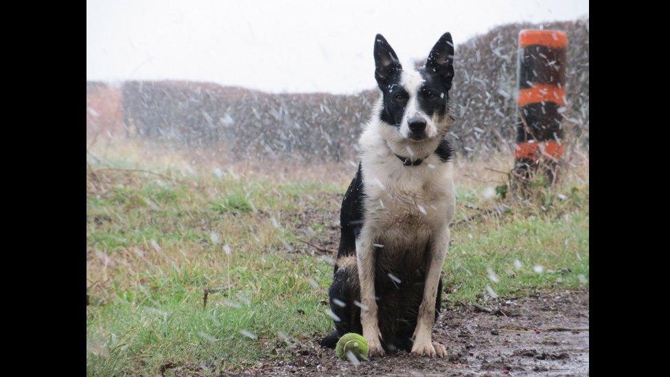 David Marshall from Tranent, in East Lothian, walked Roy just as the first flakes of snow came down.