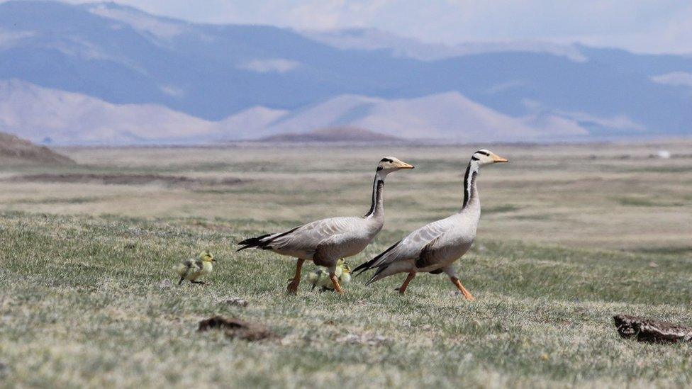 Bar-headed geese and goslings in Mongolia