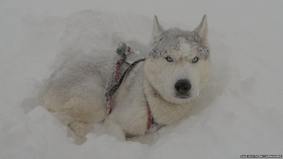 Dog in snow