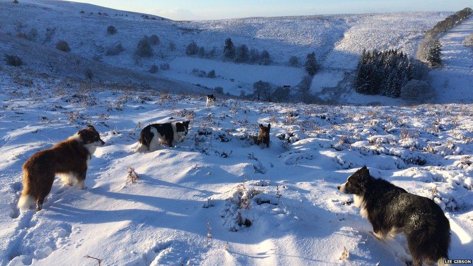 Dogs in Shropshire