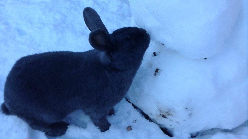 Pet rabbit and a snowman in Inverness