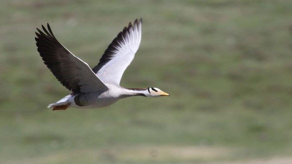 Bar-headed goose (c) Nyambayar Batbayar