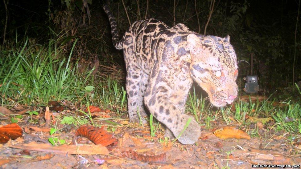 The Sunda clouded leopard Neofelis diardi photographed in the Deramakot Forest Reserve in Sabah Malaysian Borneo