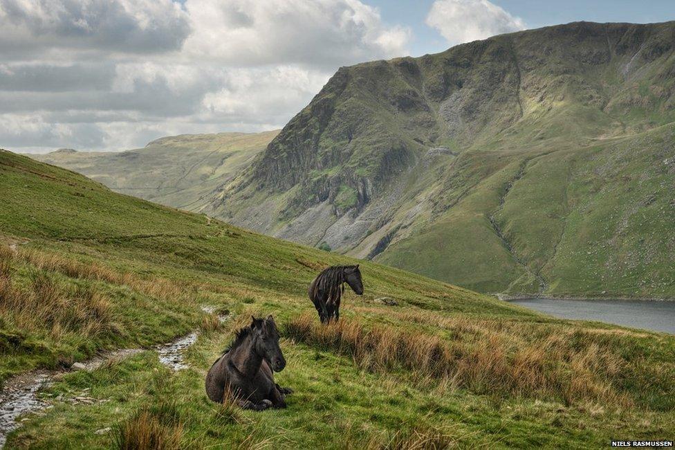 Kentmere Fell Ponies