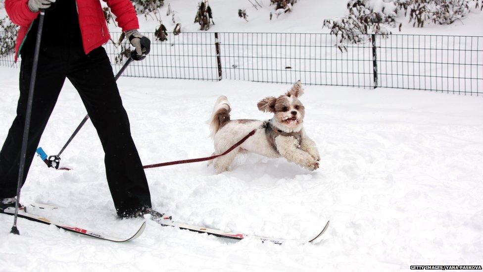 A passerby and her dog skis through an accumulation of snow on January 27, 2015 in Central Park in New York