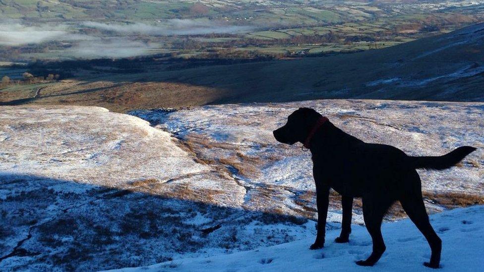 Sioned Edwards' labrador Dotty enjoys the view from a disused quarry on the Black Mountain, near Brynaman.