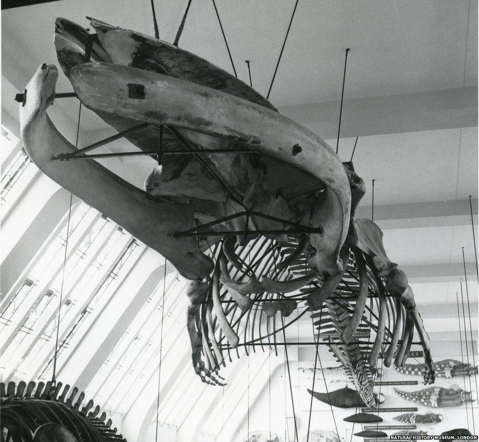 Blue whale skeleton