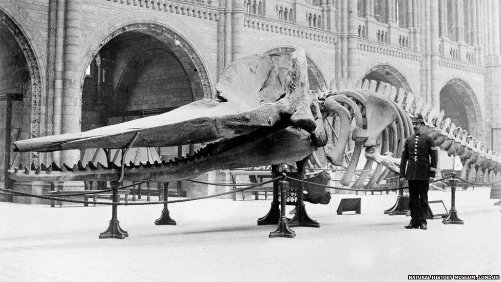 1901 sperm whale