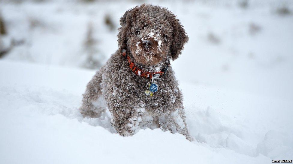 A dog plays in snow in Belfast
