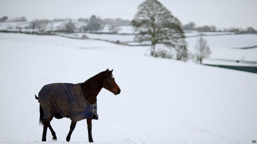 Horse in snow