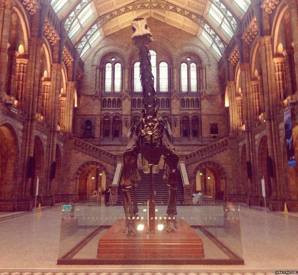 Dippy on display in the Hintze Hall. Photo by Nathalie Diaz